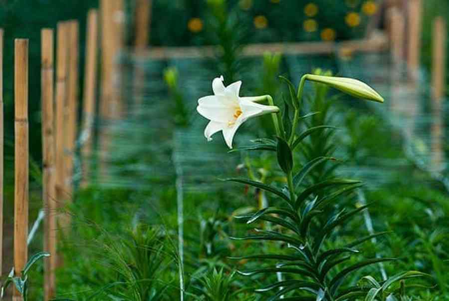 Ý nghĩa hoa loa kèn: Biểu tượng của sự trong trắng, hạnh phúc bền lâu