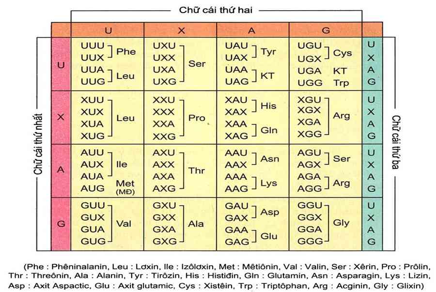 Mã di truyền là gì? Mã di truyền có đặc điểm gì?