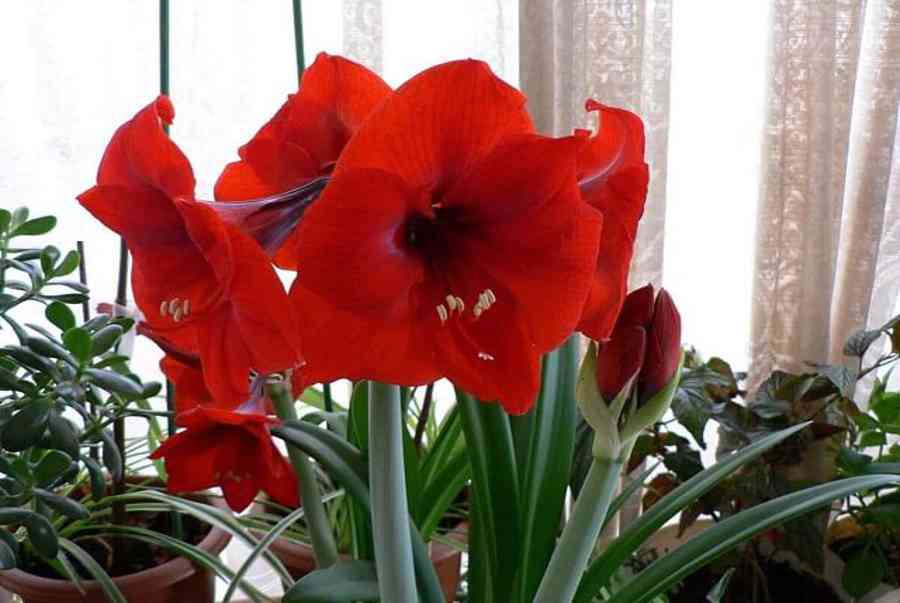 [ BẠN CÓ BIẾT] Hoa Loa Kèn Đỏ | Loài hoa của tháng 4
