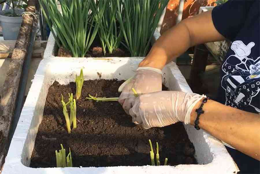 5 Bước trồng Hành lá tại nhà bằng thùng xốp CỰC đơn giản