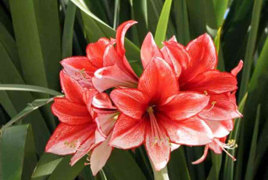 Hoa loa kèn đỏ – Ý nghĩa và cách trồng hoa loa kèn đỏ