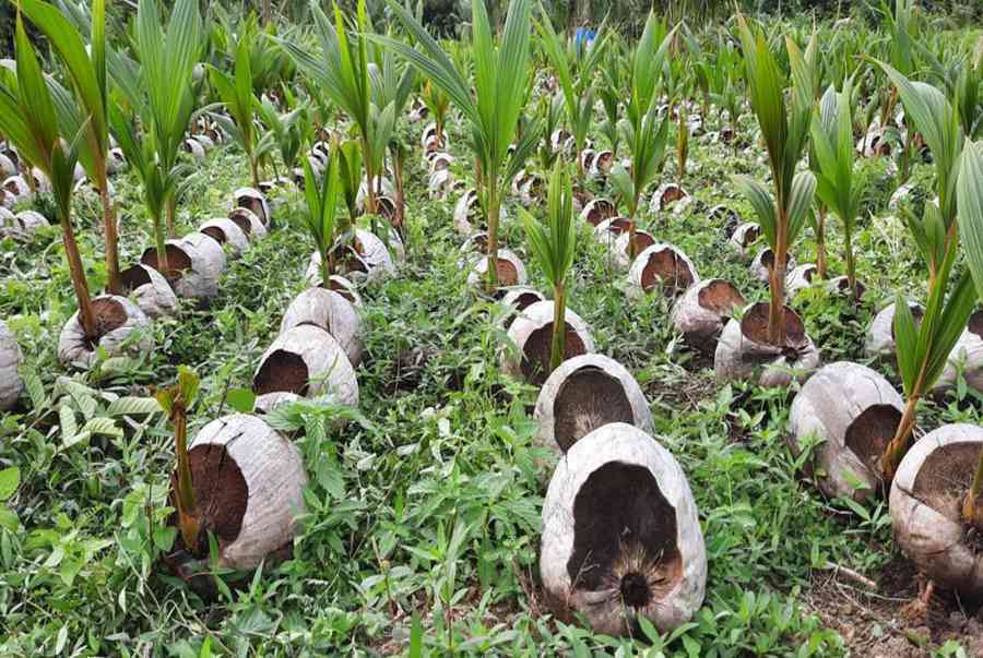 Kỹ thuật trồng dừa và cách chăm sóc cây dừa cho nhiều quả ngọt
