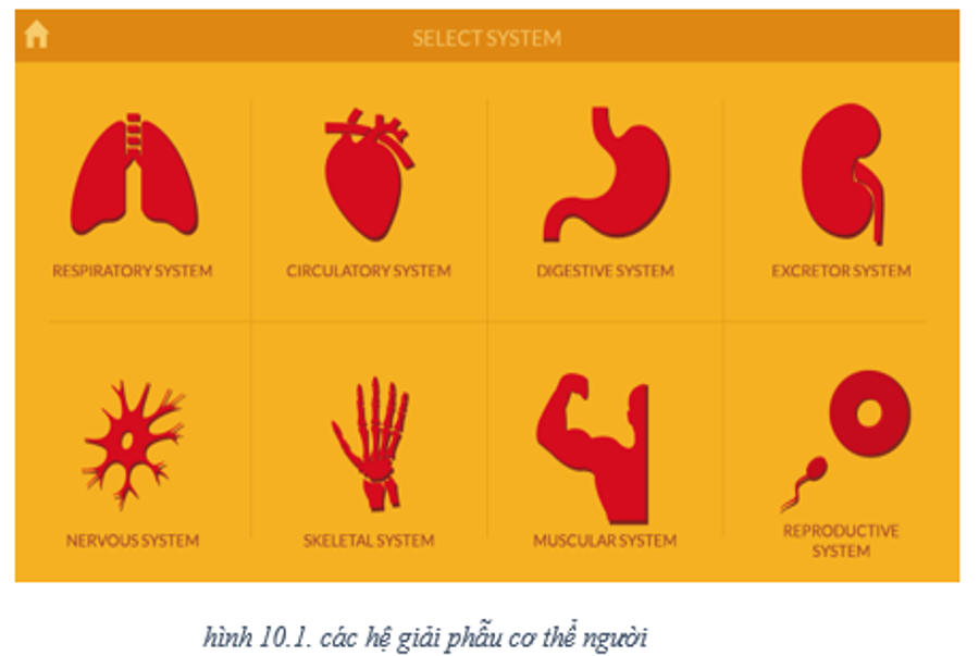 #1 Tải Phần Mềm Anatomy Tin Học 8 Miễn Phí