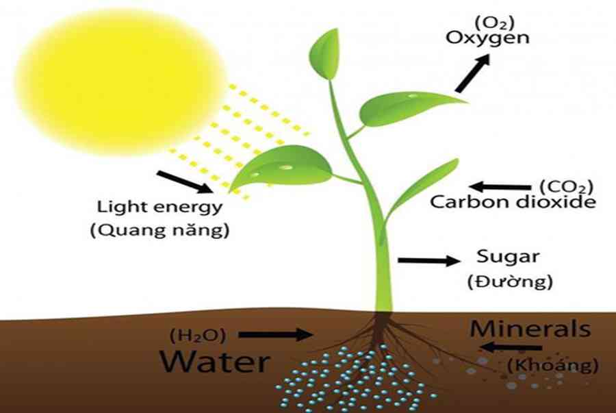 Vai trò ánh sáng đối với cây trồng nên biết năm 2022