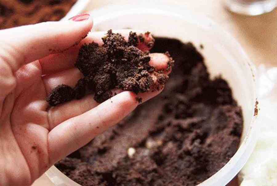 Cách trồng Nấm Kim Châm tại nhà dễ dàng 5 ngày thu hoạch